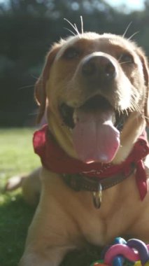 Mutlu bir Labrador av köpeği çimenlerin üzerinde güneşlenirken neşeli ve neşeli bir ruhla güneşlenir.