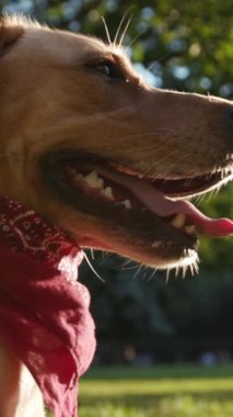 Canlı ve neşeli bir köpek renkli bir bandana takıyor ve açık havada güneşli bir günün tadını çıkarıyor.