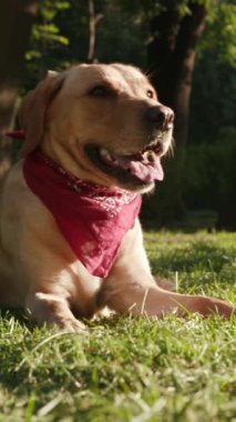 Neşeli bir Labrador av köpeği, şık bir bandana takmış gururla dışarıda keyif çatıyor.