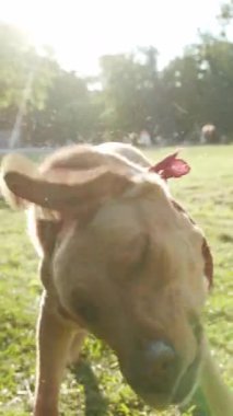 Neşeli bir köpek, güneşli bir parkta neşeli bir şekilde suyu sallayarak eğlence ve neşenin özünü mükemmel bir şekilde yakalıyor.