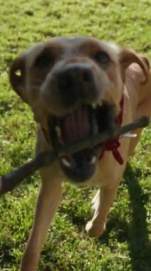 Neşeli ve mutlu bir köpek, güneşli bir günde, parlak ve yemyeşil bir parkta neşe içinde bir sopa topluyor.