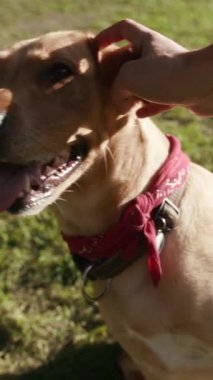 Güneşli bir park ortamında sevilmekten hoşlanan dost canlısı bir Labrador köpeği olarak güzel bir şekilde yakalanmış iç açıcı bir an.