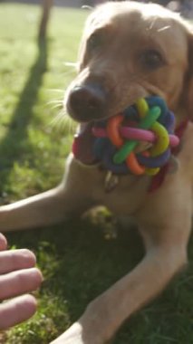 Neşeli bir köpek çimenli bir park alanında güneşli bir günde renkli ve canlı bir oyuncakla mutlu bir şekilde oynuyor.