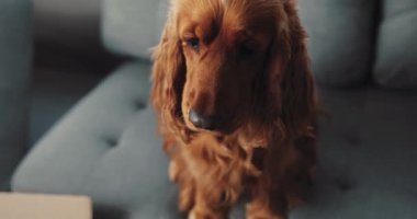 Neşeli ve sevecen bir altın cocker spanyel rahat bir kanepede dinlenirken zevkli bir ziyafeti hevesle bekler.