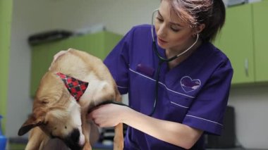 Portre kadın veteriner veteriner, veterinerlik kliniğindeki köpeği teftiş ediyor. Aşk adamı, doktor hayvan veterineri. Hayvan bakımı. Şirin sağlık muayenesi.