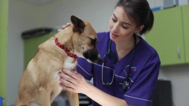 Veteriner veteriner, veteriner kliniğindeki sevimli köpeği muayene eder. Kadın, erkek doktoru, hayvan veterineri, hayvan bakıcısı, şirin sağlık muayenesi uzmanı, hemşire, köpek bakıcısı.