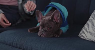 4K. Kanepede uyuyan siyah Fransız bulldog 'u kapat..