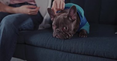 Kanepede uzanmış güzel ve sevimli siyah bulldog yavrusu dinleniyor. Bayan sahibi genç bir kadın sırtını sıvazlıyor ve evde keyfine bakıyor..