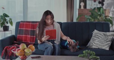 Genç Çinli kadın buldog köpeğiyle oynuyor, birlikte kanepede oturuyor ve tablet uygulama bilgisayarı kullanıyor..