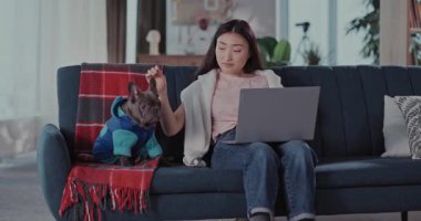 Çinli Serbest Çalışan Genç Kadın Dizüstü bilgisayar kullanıyor ve Köpeğini Okşuyor. Sevimli Siyah Buldog Köpek Evcil Hayvan Koltukta Oturuyor.
