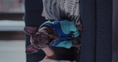 Muhteşem siyah buldog köpeğinin dikey videosu. Bayan sahibi genç kadınlar evdeki sevimli evcil köpeğini okşuyor. Yakın plan..