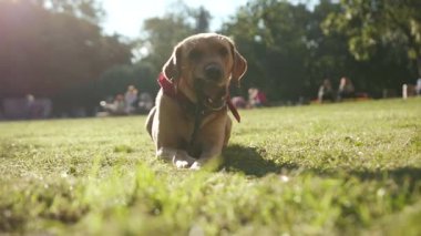 Çimlerin üzerinde oturan altın labrador köpeğinin ağır çekimde portresi. Havlayan yavru hayvan doğası. Şirin evcil hayvan yavrusu.
