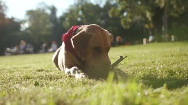 Parkta altın renkli labrador köpeğinin portresi çimenlerin üzerinde oturuyor. Havlıyor, sopalıyor. Hayvan doğası, sevimli, mutlu, evcil köpek yavrusu.
