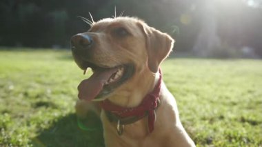 Çimenlerde oturan altın renkli labrador köpeğinin portresi. Kameraya bak. Genç, güzel, hayvan doğası.