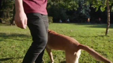 Genç adam altın labrador 'la oynuyor. Parkta geziyor. Hayvani oyunlar oynuyor.