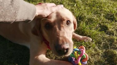 Yaklaş genç adam, köpeği okşa altın labrador, parkta hayvan taklidi yap, sevimli köpek yavrusu, dost canlısı, günbatımı, yakışıklı, sarışın arkadaşlar.
