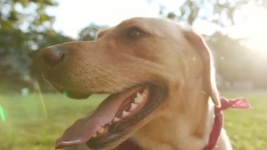 Mutlu altın labrador köpek ağızlığı çimenlerde oturuyor. Etrafına bak. Hayvan doğası, sevimli köpek yavrusu.