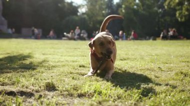 Çimlerin üzerinde oturan altın labrador köpeğinin yakın portresi. Havlayan genç sopalar. Hayvan doğası.