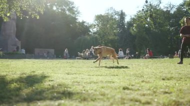 Günışığı genç adam altın labrador ile oynuyor parkta bir sopa atıyor sevimli hayvan doğası sevimli evcil köpek yavrusu arkadaşça günbatımı yakışıklı sarışın arkadaşlar