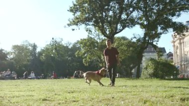 Park 'ta genç bir adam altın labrador ile oynar parkta bir sopa atar sevimli hayvan doğası, sevimli evcil hayvan yavrusu arkadaşça günbatımı çekici sarışın arkadaşlar ağır çekimde