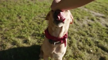 Kapatın ellerinizi genç adam ve köpek labrador altın kulaç parkın dışındaki memelilere ait hayvan yavrusu av köpeği ısırığı köpek kürkü mutlu yürüyüş yavaş çekim yakalayın