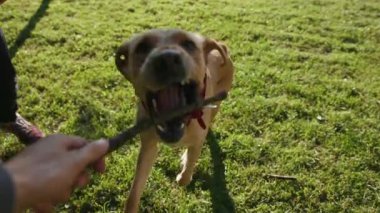 Ellerinizi kapayın genç adam ve köpek labrador altın sarısı tahta sopayla oynuyorsunuz parktaki memelilerin hayvanlarında köpek yavrusu ısırığı köpek kürkü mutlu yürüyün ağır çekim yakalayın