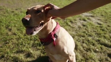 El pençe divan duran mutlu köpek Labrador Golden parkın dışındaki memelilerde hayvan avcılığında köpek kürkünde mutlu yürüyüş yavaş çekim yakalayın.