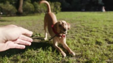 Yavaş çekim. Genç adam ve köpek labrador altın sarısı. Tahta sopayla oynuyorlar. Parktaki memelilerin bahçesinde.