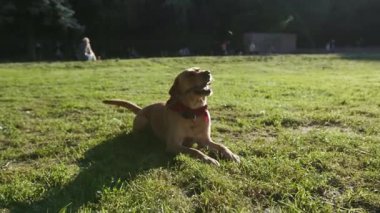 Çimlerin üzerinde oturan altın labrador köpeğinin ağır çekimde portresi. Havlayan yavru hayvan doğası. Şirin evcil hayvan yavrusu.
