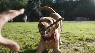 Mutlu köpek labrador altın sarısı tahta sopayla oynuyor. Parktaki memelilerin bahçesinde el ele tutuşuyor. Hayvan yavrusu köpek ısırığı, köpek kürkü.