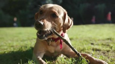 Bir altın labrador köpeğine yakın, çimenlerin üzerinde oturuyor. Genç, havlayan, güzel, hayvan doğası, sevimli, evcil köpek yavrusu, güzel, park dostu, arkadaşça, günbatımı sarışın arkadaşlar.