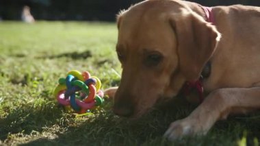 Yavaş çekimde altın labrador köpeği çimenlerin üzerinde oturmuş oyuncakla oynuyor. Gün batımına bakın.