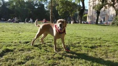 Altın labrador köpeğinin mutlu portresi çimenlerin üzerinde duruyor. Oyuncak, genç, güzel, hayvan doğası, sevimli, evcil köpek yavrusu, parkta, arkadaşça, günbatımında yakışıklı sarışın arkadaşlarla oynuyor.