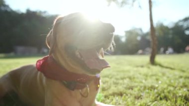 Kapalı köpek ağızlığı altın labrador çimenlerin üzerinde oturuyor genç güzel hayvan doğası sevimli evcil köpek yavrusu güzel park dostu günbatımı yakışıklı sarışın arkadaşlar