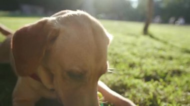 Mutlu köpek ağızlık takar altın labrador çimenlerde oturur oyuncak gençlerle oynar güzel hayvan doğası oynar sevimli köpek yavrusu güzel park dostu güneş ışığı yakışıklı sarışın arkadaşlar