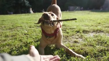 Tahta sopayla oynayan güzel köpek labrador altın sarısı. Parktaki memelilere yakın el adamı. Soylu bir hayvanın dışında.