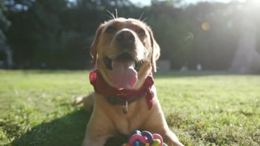 Şirin köpek ağızlık altın labrador çimenlerde oturuyor. Oyuncak, genç, güzel hayvan doğası, mutlu köpek yavrusu, park dostu, günbatımı, yakışıklı sarışın arkadaşlar.
