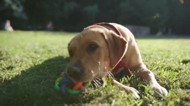 Çimlerin üzerinde oturan altın labrador köpeğinin yakın portresi. Oyuncak, genç, sevimli, hayvan doğası, sevimli evcil köpek yavrusu, güzel, parkta, arkadaşça, günbatımı, çekici arkadaşlar.