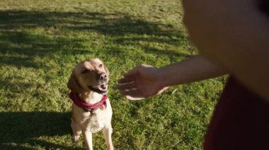 Kapalı el adam parkta altın labrador vuruşuyla oyna. Güzel hayvan doğası oyna. Sevimli evcil köpek yavrusu.
