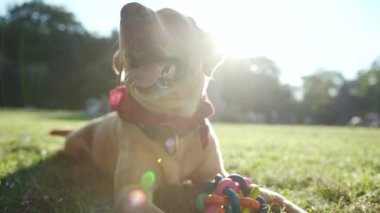 Çimenlerde oturan altın renkli labrador köpeğinin yavaş çekimde portresi. Genç, güzel, sevimli, evcil bir köpek yavrusu.