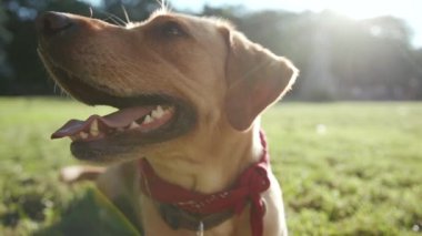 Portre mutlu köpek ağızlık altın labrador çimenlerde oturuyor genç güzel hayvan doğası sevimli köpek yavrusu güzel park dostu günbatımı yakışıklı sarışın arkadaşlar