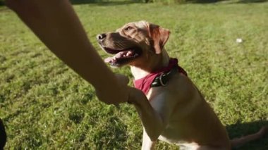 Mutlu altın labrador köpeği, parkta bir adama pençesini uzatıyor. Güzel hayvan doğası, sevimli köpek yavrusu. Dostluk, dostluk, dostluk, günbatımı.