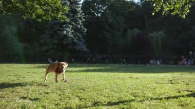 Yavaş çekim altın labrador, parkta kameraya koş. Hayvani doğayı oyna. Şirin, mutlu evcil köpek yavrusu.