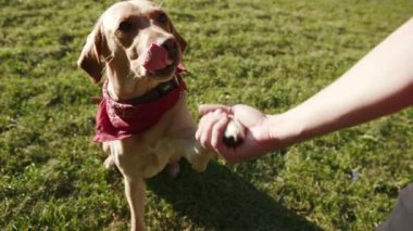 Büyüleyici altın labrador köpeği parkta bir adama patisini veriyor. Güzel hayvan doğası, sevimli köpek yavrusu. Dostluk, dostluk, günbatımı.