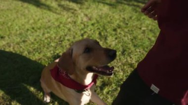 Parkta çimenlerde oturan mutlu altın labrador. Hayvan doğasını oyna. Şirin, mutlu evcil köpek yavrusu.