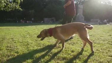 Yaklaş genç adam. Parkta altın labrador ile yürü. Güzel hayvan doğası.