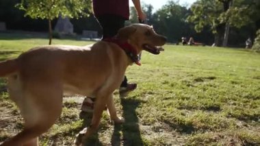 Genç adam altın labrador ile parkta yürüyor. Güzel hayvan doğasını oynuyor. Sevimli, mutlu bir köpek yavrusu.