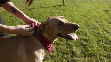 Kadın eli, köpeğin boynuna bir eşarp bağladı. Parkta altın labrador. Güzel hayvan doğası, sevimli evcil köpek yavrusu.