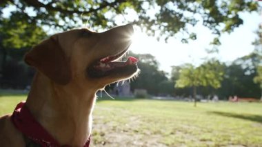 Portre mutlu köpek altın labrador park günbatımında yan bakan genç hayvan doğası sevimli köpek yavrusu sevimli dostluk güneşi günbatımı çekici sarışın arkadaşlar