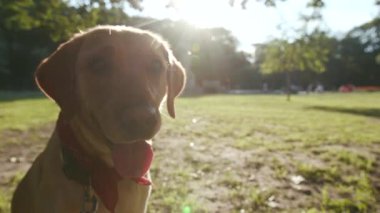 Portre mutlu köpek altın labrador kameraya bakıyor. Parkta günbatımında yemek yiyor. Güzel hayvan doğası, sevimli köpek yavrusu.